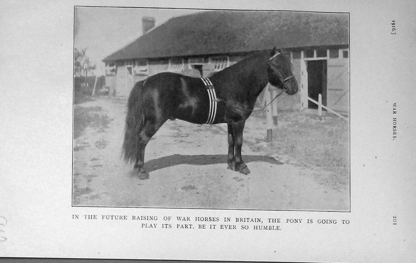 Original Old Antique Print 1916 Photograph Pony Horse War Britain 20th Century