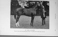 Original Old Antique Print 1916 Portrait Stallion Horse Show Hunter 20th