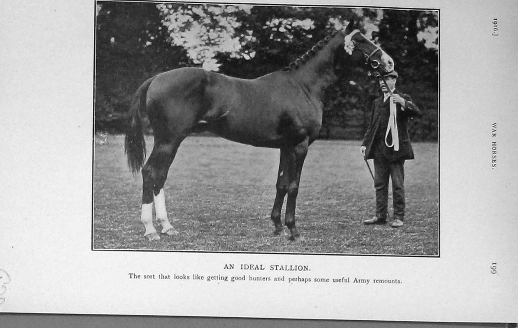 Original Old Antique Print 1916 Portrait Stallion Horse Show Hunter 20th