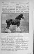 Old Antique Print 1916 Mr Rowell Bury King'S Champion Stallion Horse Show 20th