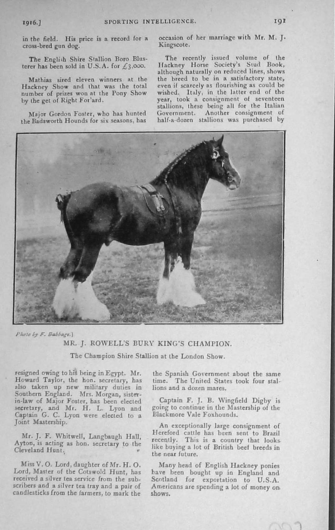 Old Antique Print 1916 Mr Rowell Bury King'S Champion Stallion Horse Show 20th