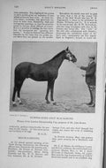 Original Old Antique Print 1916 Hunter-Bred Colt Horse Blacksmith John Brown