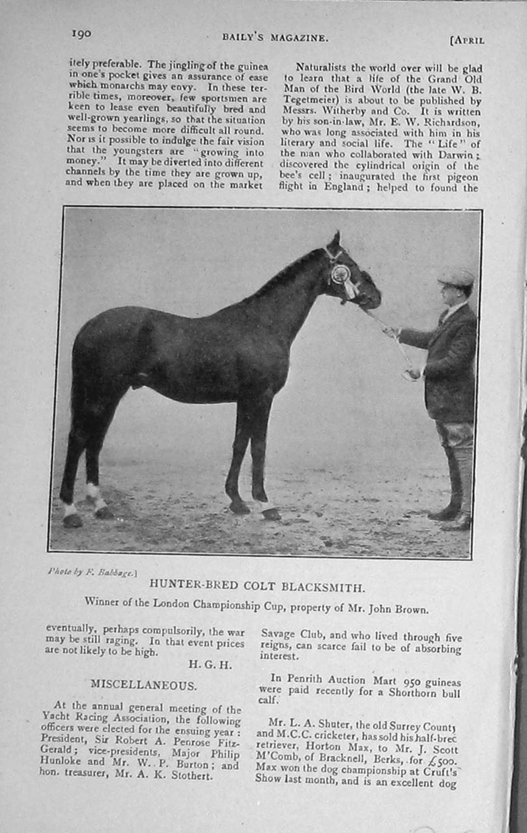 Original Old Antique Print 1916 Hunter-Bred Colt Horse Blacksmith John Brown