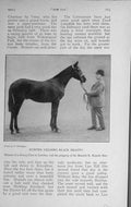 Old Antique Print 1916 Hunter Gelding Horse Black Beauty Merrick Burrell 20th