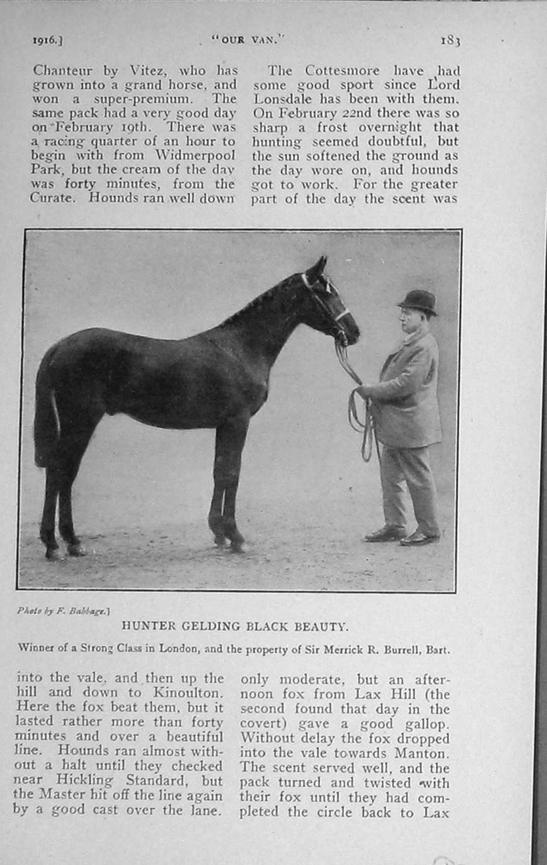 Old Antique Print 1916 Hunter Gelding Horse Black Beauty Merrick Burrell 20th