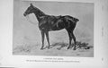 Original Old Antique Print 1916 Modern War Riding Horse Baily'S 20th Century