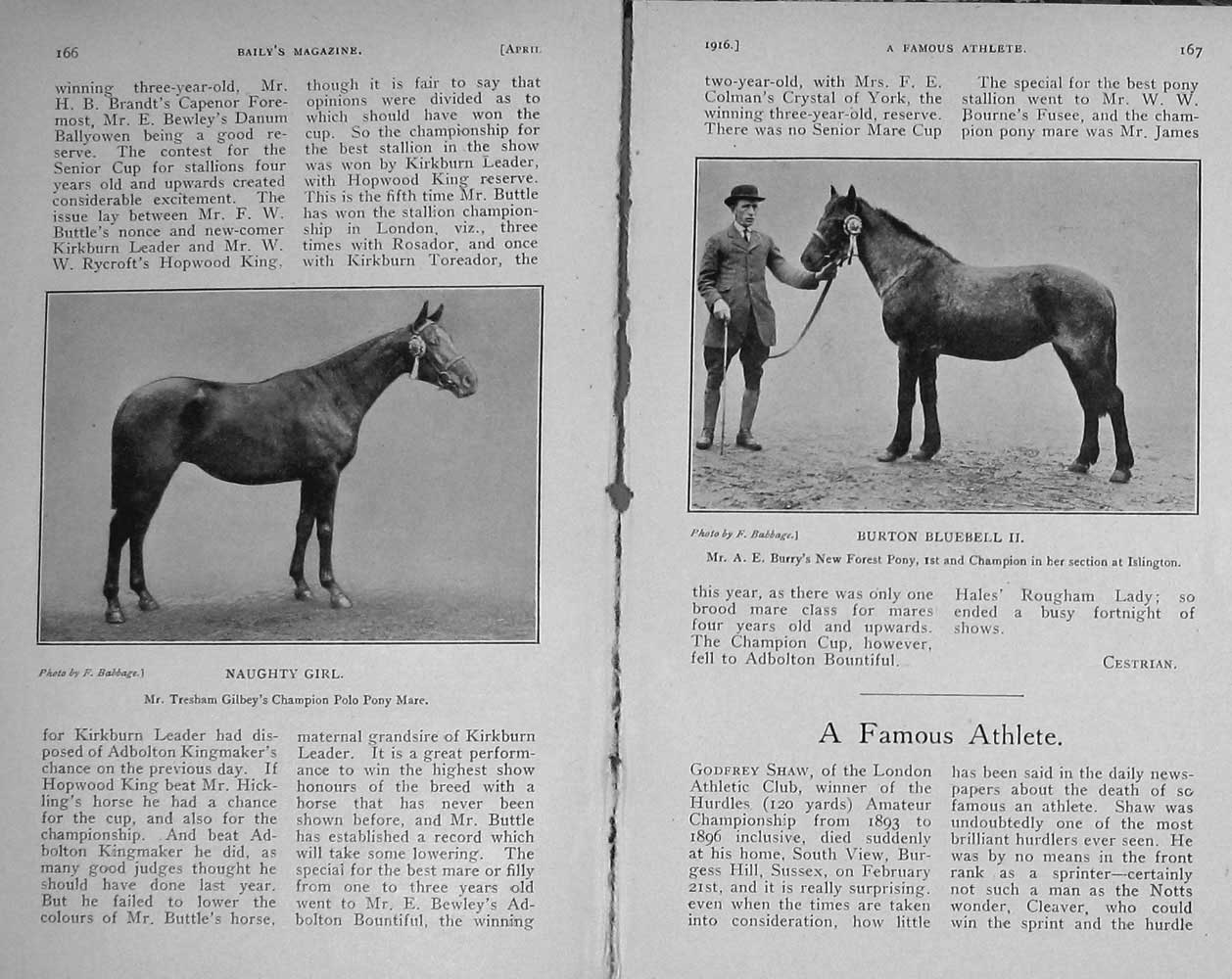 Original Old Antique Print 1916 London Horse Show Birk Gill Gilgandra Bluebell