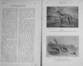 Old Antique Print 1916 Hare Coursing Miller Greyhound Tom-Boy Bran Dogs 20th