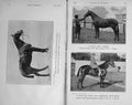Old Antique Print 1916 Horse Hunter Grand Slam Hero Soft Answer Bellman 20th