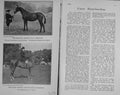 Old Antique Print 1916 Hunter Horse Larkspur Gelding Royal Sovereign Show 20th