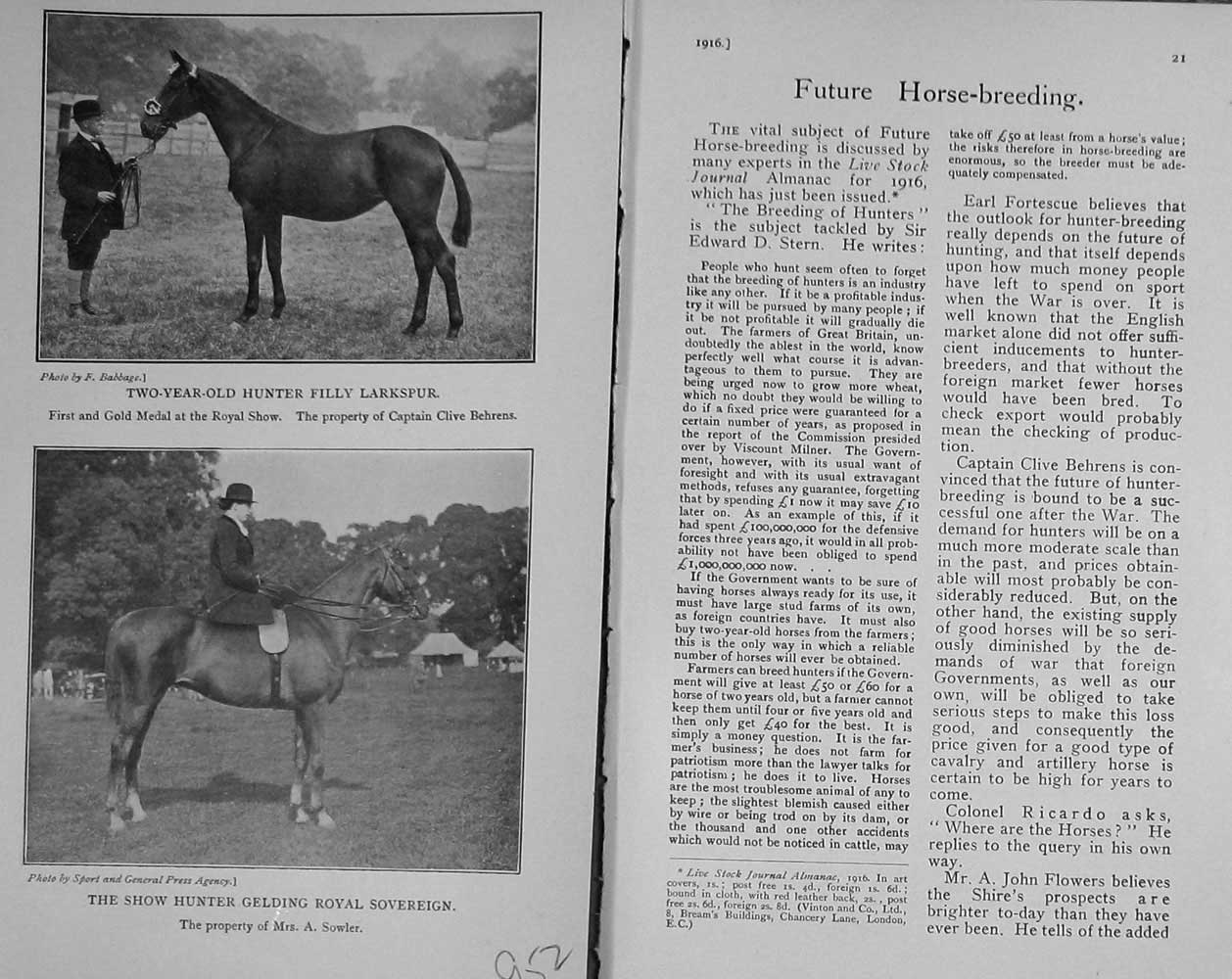 Old Antique Print 1916 Hunter Horse Larkspur Gelding Royal Sovereign Show 20th