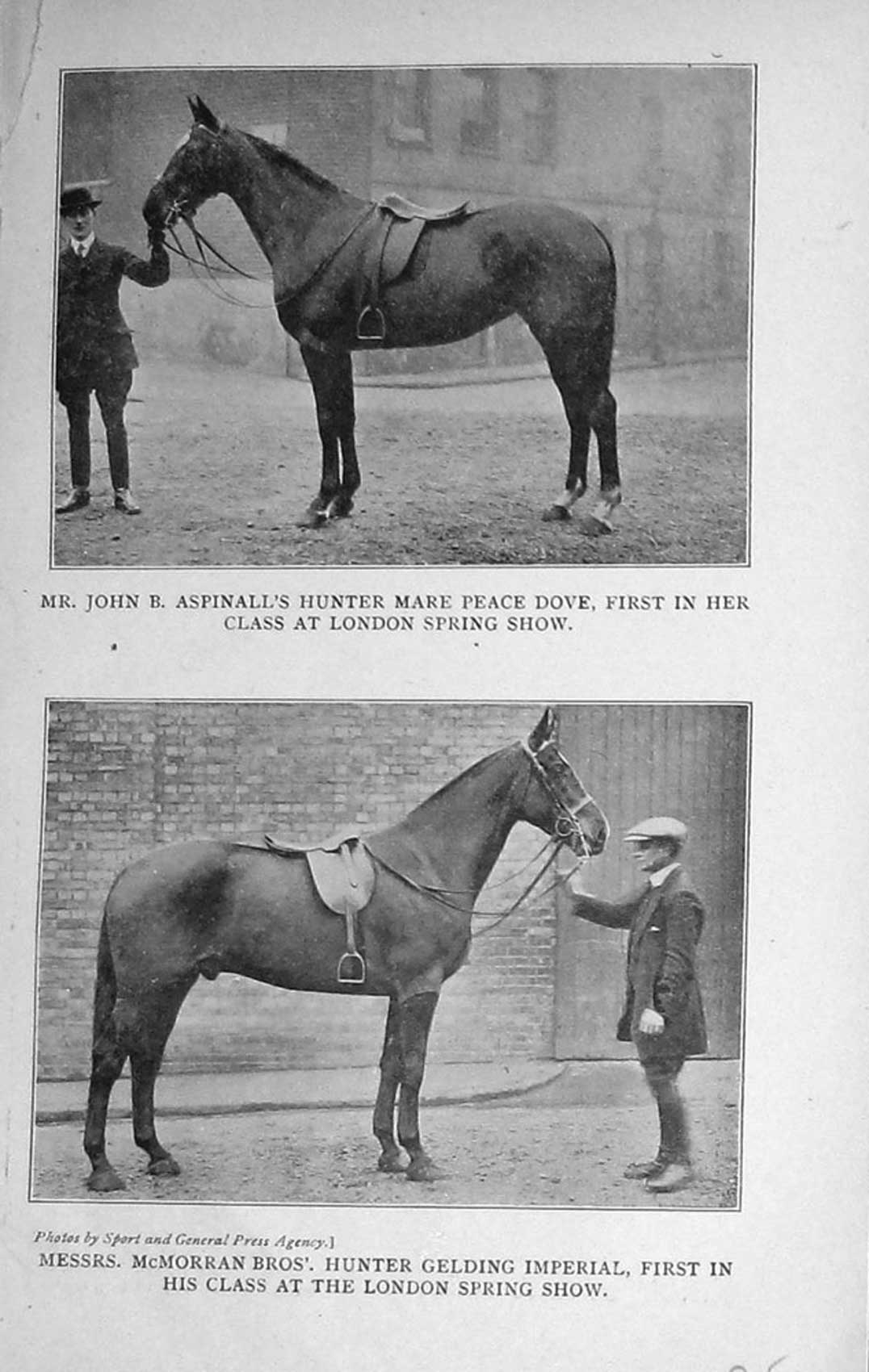 Old Vintage Print 1917 John Aspinall Horse Peace Dove Mcmorran Imperial 20th