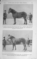 Original Old Vintage Print 1917 Percheron Mare Horse Lonsdale Market Harborough
