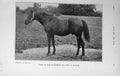 Original Old Vintage Print 1917 Photograph Orme Eaton Horse Baily'S 20th