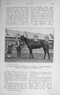 Original Old Vintage Print 1917 George Lambton Canyon Thoroughbred Horse Sport