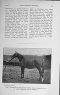 Original Old Vintage Print 1917 Mr Norbury'S Hunter Filly Patricia Show Horse