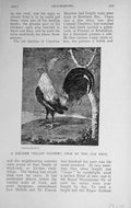 Original Old Vintage Print 1917 Birchen Yellow Fighting Cock Bird 20th Century