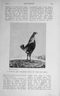 Original Old Vintage Print 1917 Ginger Red Fighting Cock Bird Sport 20th