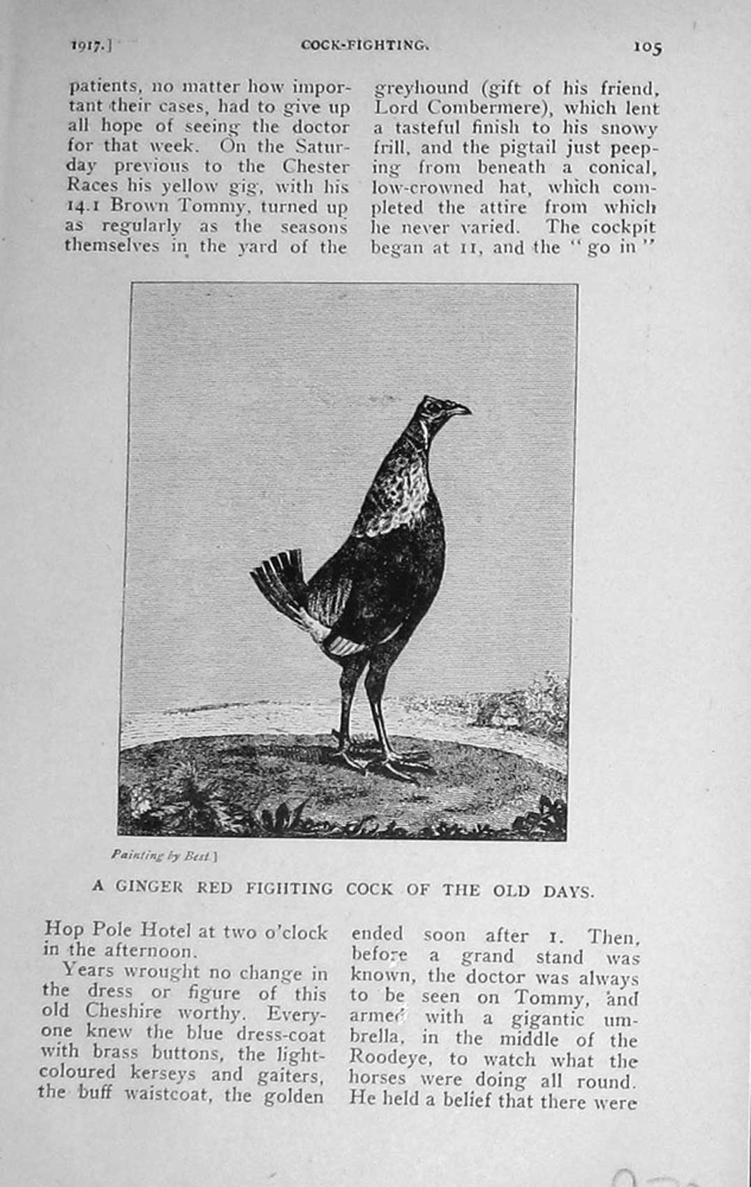 Original Old Vintage Print 1917 Ginger Red Fighting Cock Bird Sport 20th