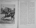 Original Old Vintage Print 1917 Lord Harrington Polo Pony Ali Baba Horse Sport