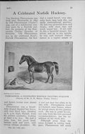 Original Old Vintage Print 1918 Horse Phenomenon Norfolk Trotting Stallion 20th