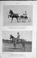 Old Vintage Print 1919 Black Prince Horse Colonel Twist Marcia Polo Pony 20th