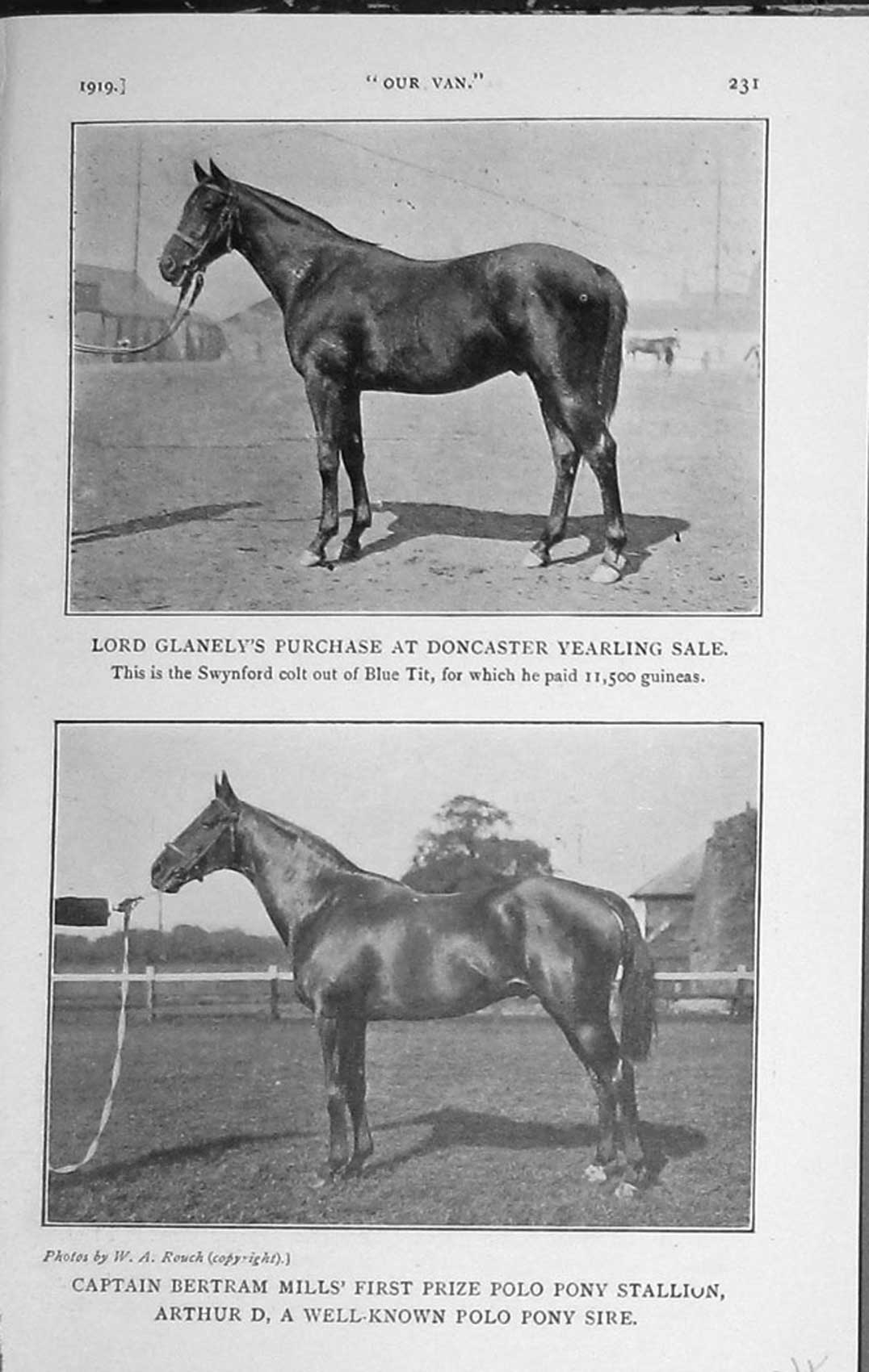 Old Vintage Print 1919 Lord Glanely Horse Swynford Blue Tit Arthur Polo 20th
