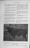 Original Old Vintage Print 1919 Gartly Lancer Shorthorn Bull Penrith Marshall