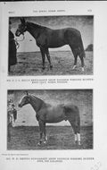 Old Vintage Print 1919 Hill Newmarket Hunter Horse Sober Wisdom Galahad 20th