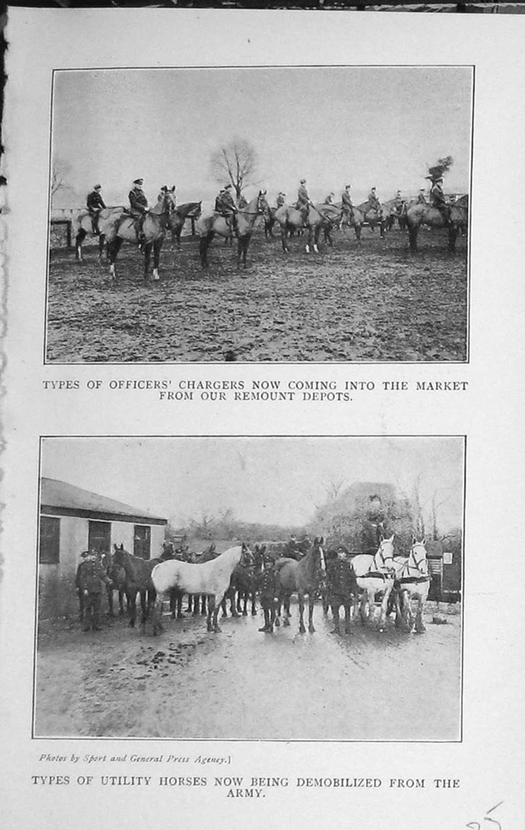 Old Vintage Print 1919 Utility Horses Army Officers Chargers Photograph 20th
