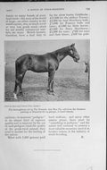 Original Old Vintage Print 1920 Thoroughbred Colt Tetrarch Dam Blue Tit Horse