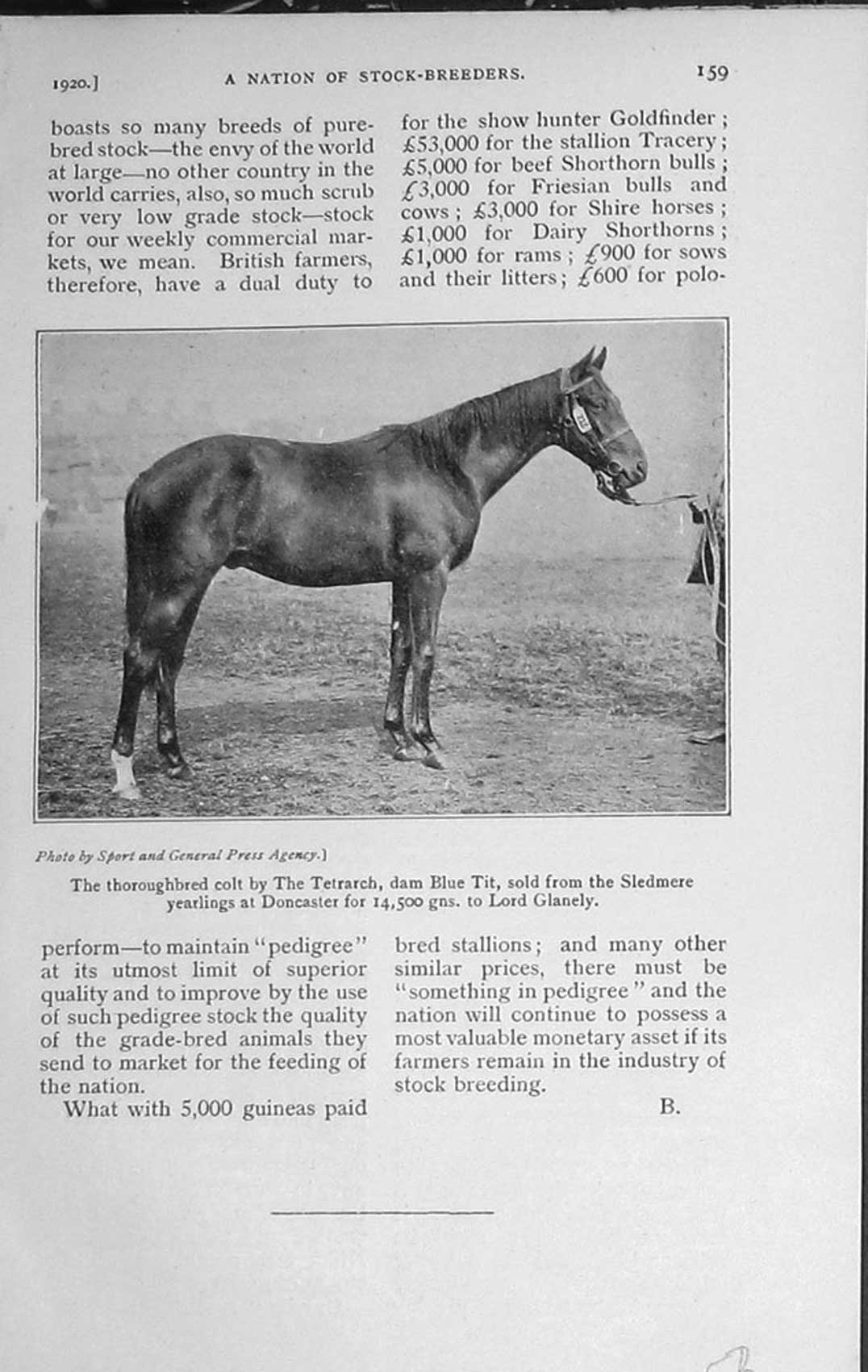 Original Old Vintage Print 1920 Thoroughbred Colt Tetrarch Dam Blue Tit Horse
