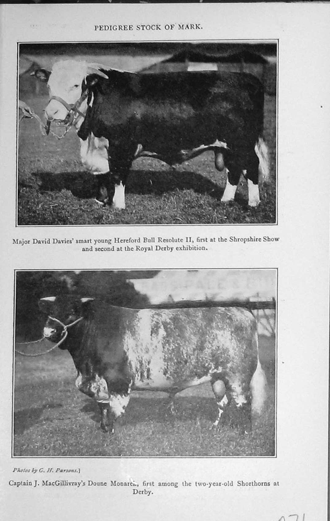 Original Old Vintage Print 1921 Hereford Bill Resolute Show Shorthorn Monarch