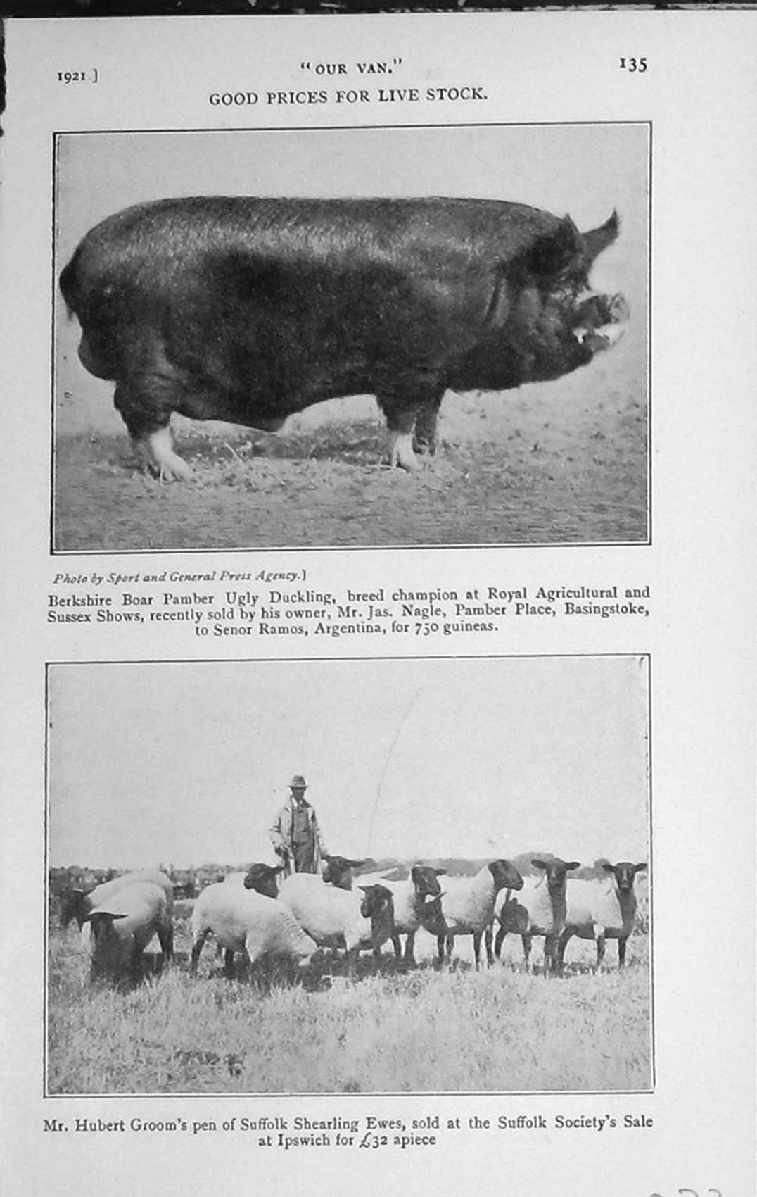 Original Old Vintage Print 1921 Berkshire Boar Ugly Duckling Suffolk Sheep Show