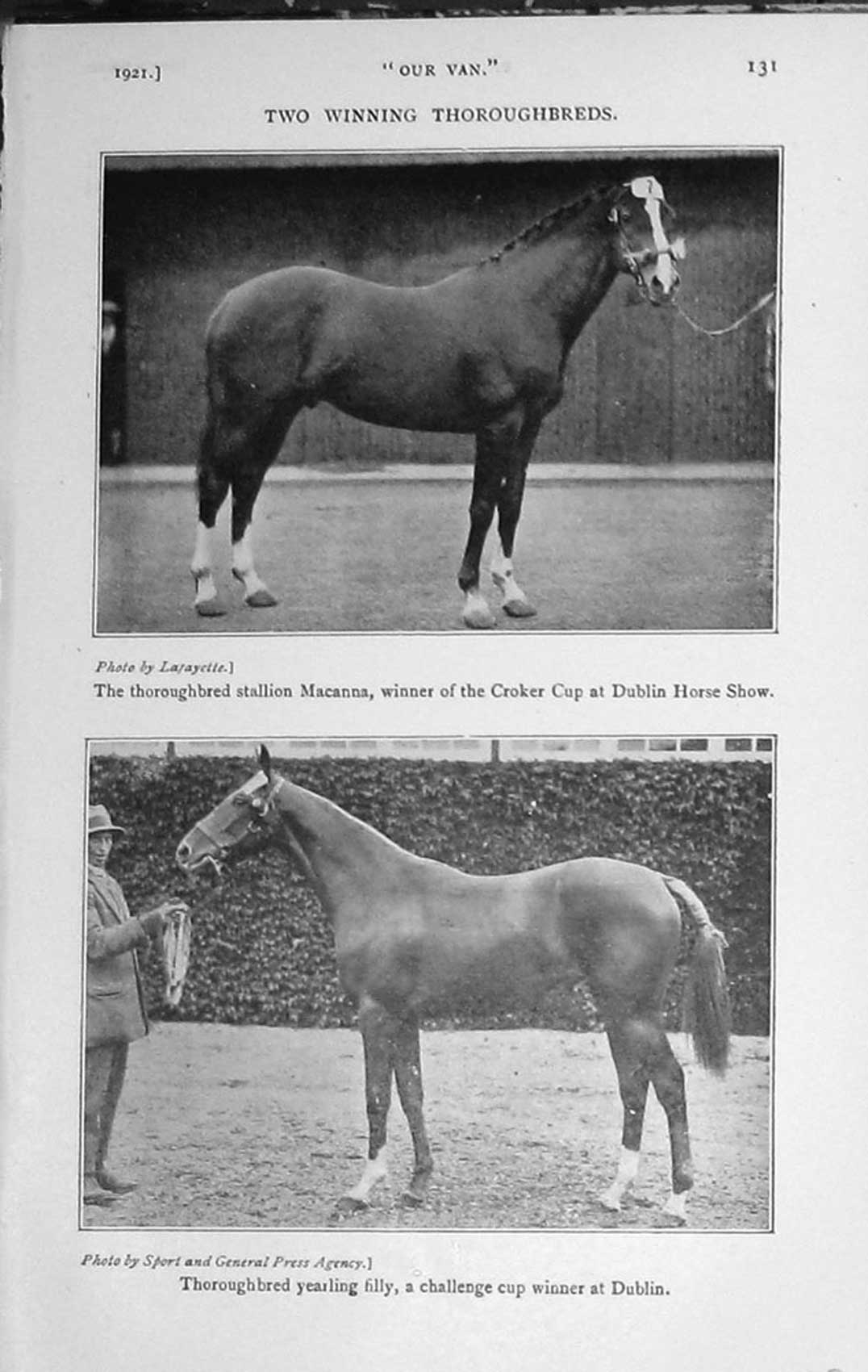 Original Old Vintage Print 1921 Stallion Macanna Dublin Horse Show Thoroughbred