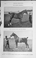 Original Old Vintage Print 1921 Brood Mare Lady Millie Horse Mathias Stallion