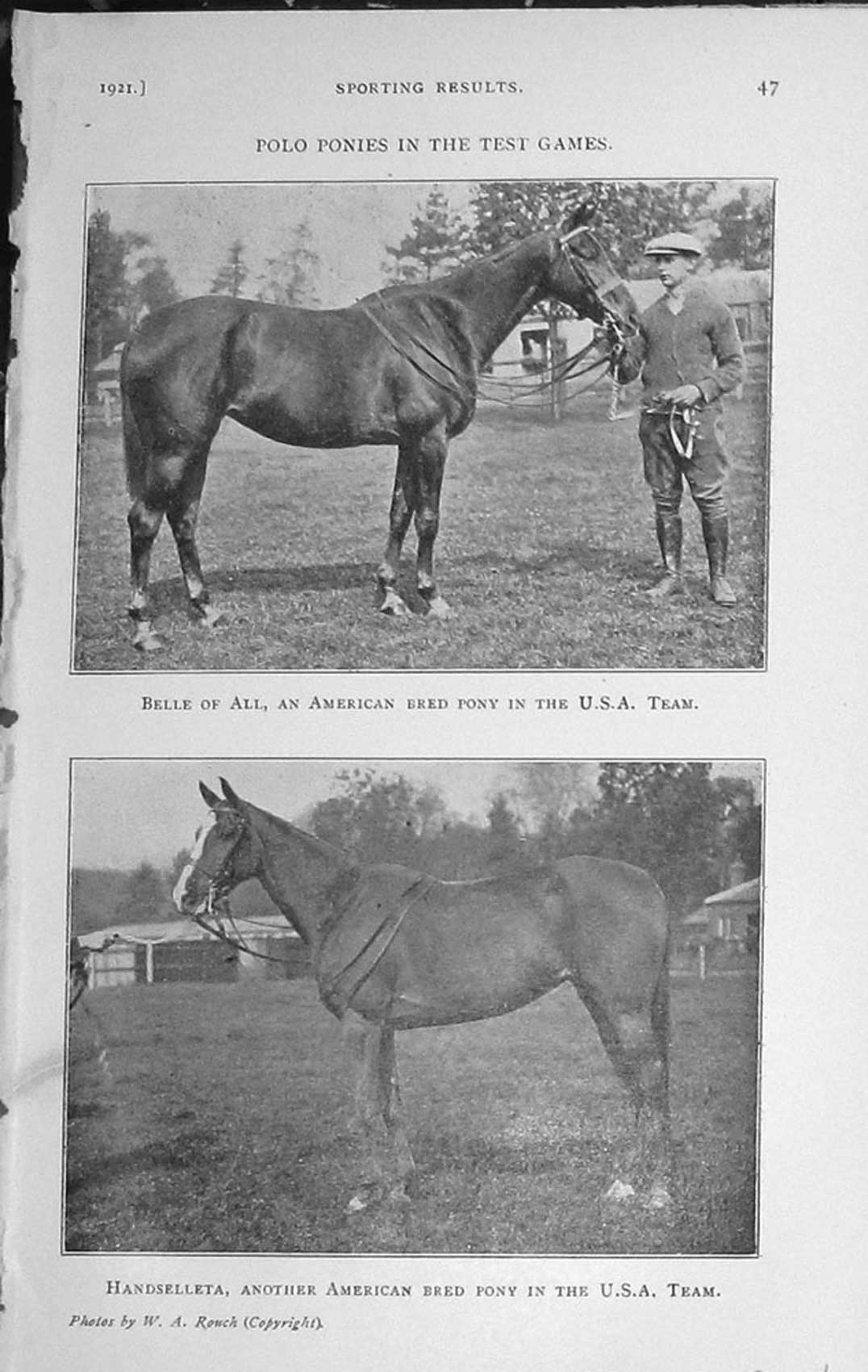Original Old Vintage Print 1921 American Pony Belle Ali Horse Handselleta Polo