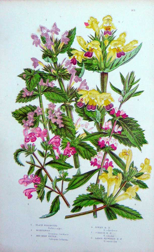 Original Old Antique Print C1870 Anne Pratt Plants Horehound Motherwort Nettle