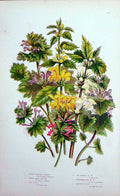 Old Antique Print C1870 Anne Pratt Plants Waesel Snout Henbit Nettle Red 19th