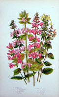 Original Old Antique Print C1870 Anne Pratt Plants Woundwort Marsh Annual Corn