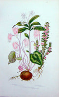 Old Antique Print C1870 Anne Pratt Plants Chickweed Green Milewort Bread 19th