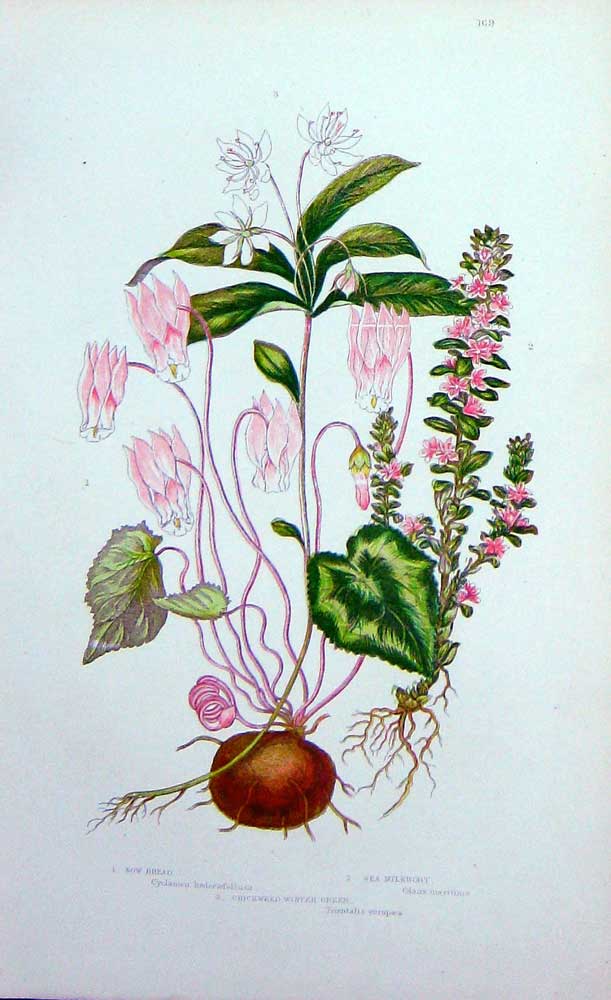 Old Antique Print C1870 Anne Pratt Plants Chickweed Green Milewort Bread 19th