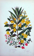 Original Old Antique Print C1870 Anne Pratt Plants Loosetrife Scarlet Pimpernel