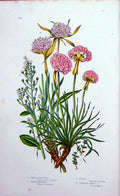 Original Old Antique Print C1870 Anne Pratt Plants Chaffweed Thrift Pimpernel