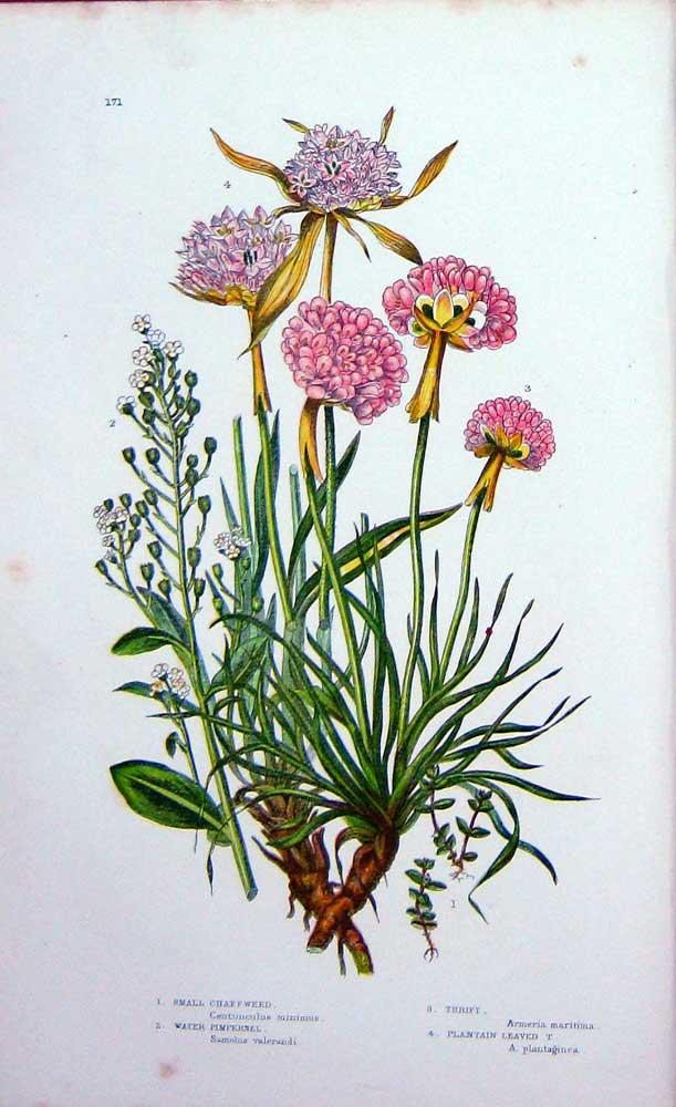 Original Old Antique Print C1870 Anne Pratt Plants Chaffweed Thrift Pimpernel