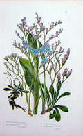 Old Antique Print C1870 Anne Pratt Plants Lavender Matted Thrift Flowered 19th