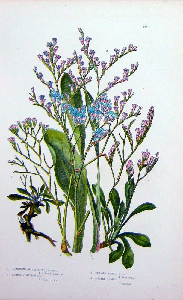 Old Antique Print C1870 Anne Pratt Plants Lavender Matted Thrift Flowered 19th