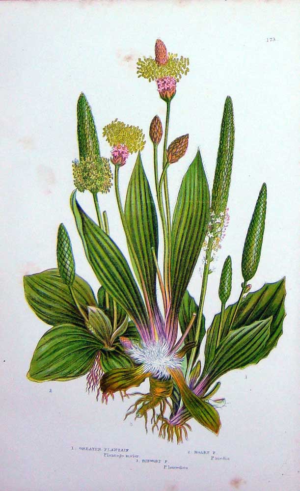 Old Antique Print C1870 Anne Pratt Flower Plants Ribwort Hoary Plantain 19th