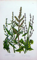 Old Antique Print C1870 Anne Pratt Plants Spreading Halberd Leaved Crache 19th