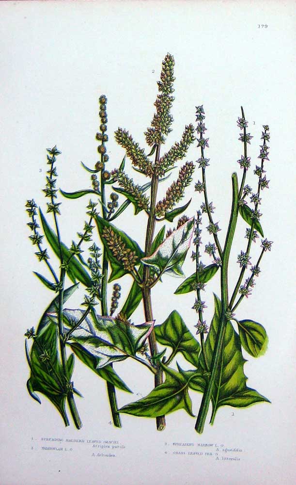 Old Antique Print C1870 Anne Pratt Plants Spreading Halberd Leaved Crache 19th